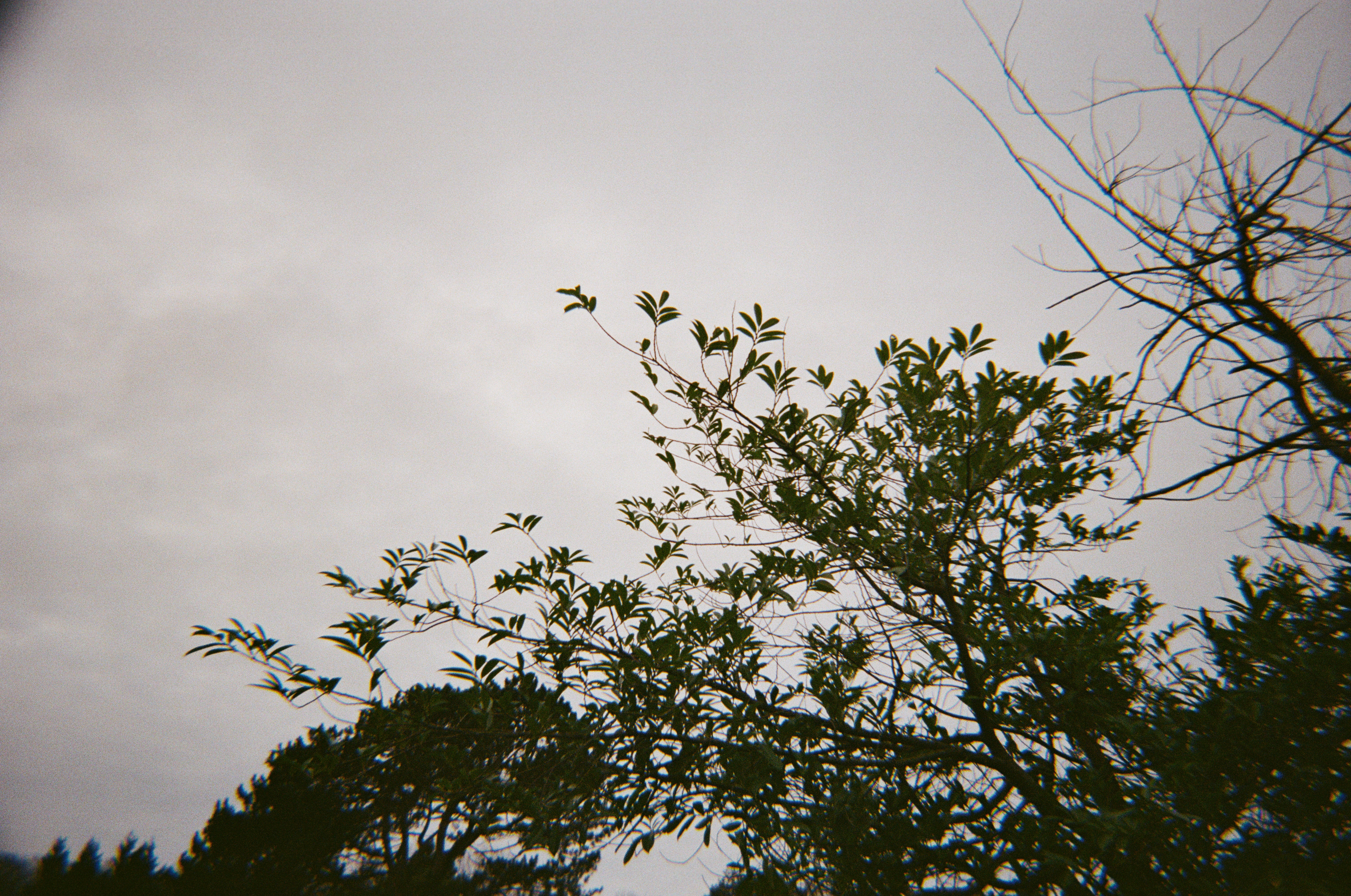 תמונה של עצים על רקע השמיים שצולמה במצלמת קודאק Ultra F9 35 מ