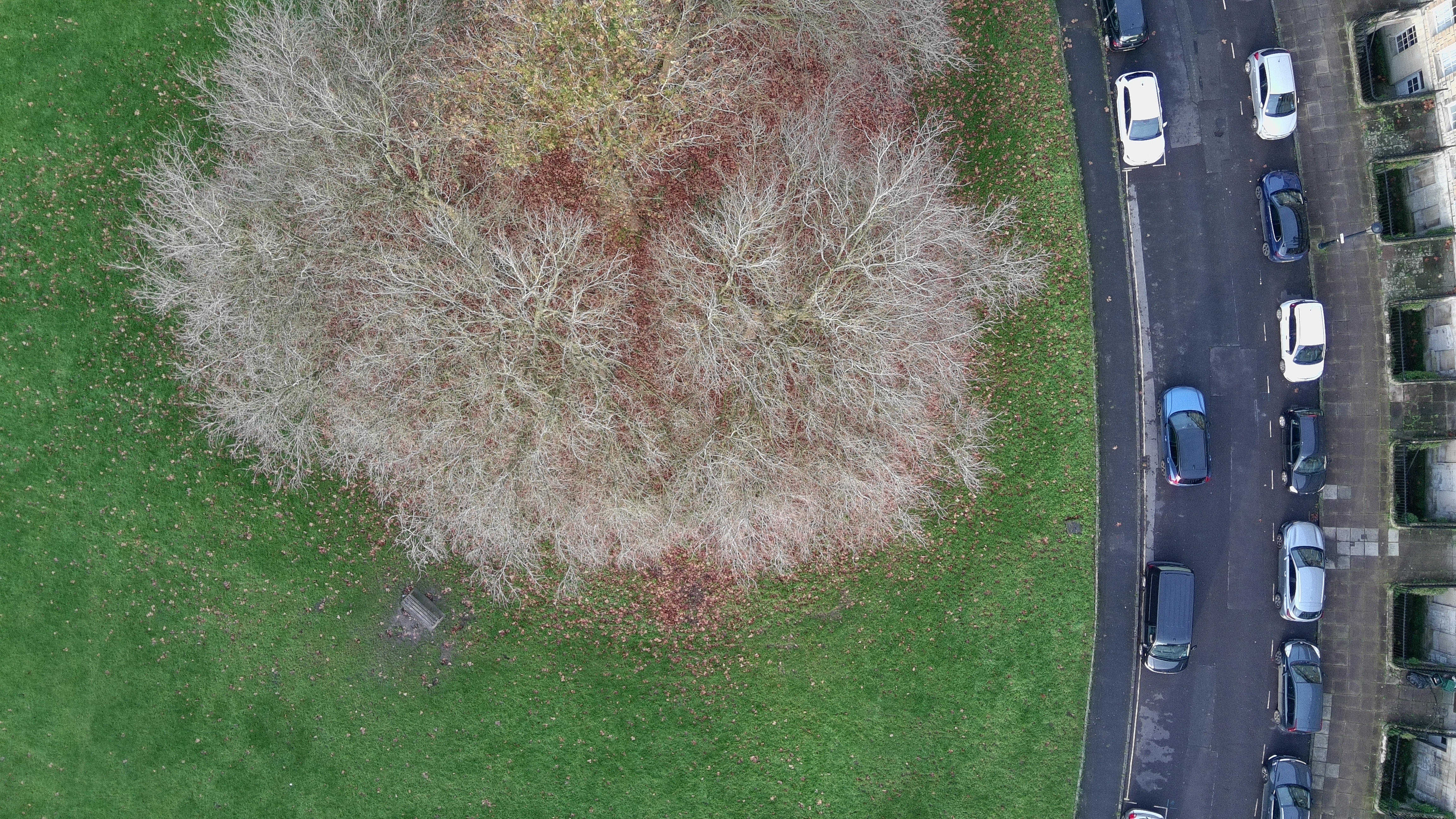 תמונה של עץ בבאת', בריטניה, שצולמה על גבי מזל