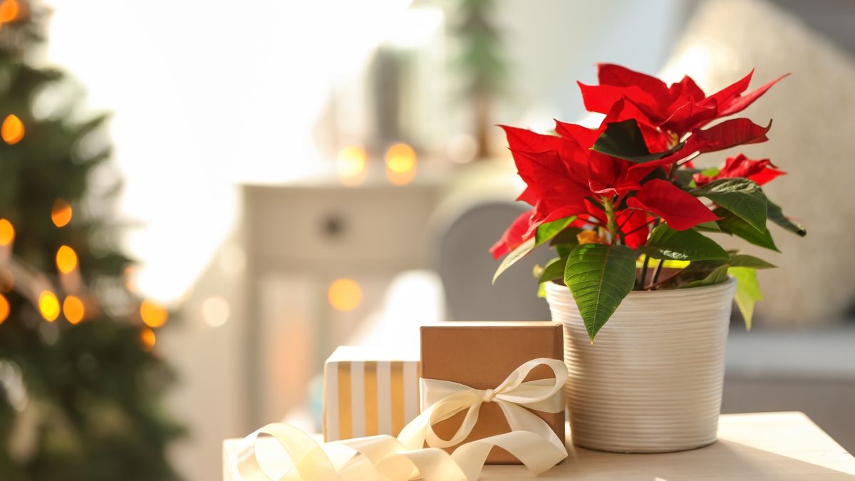 מה לעשות עם פוינסטיה אחרי חג המולד