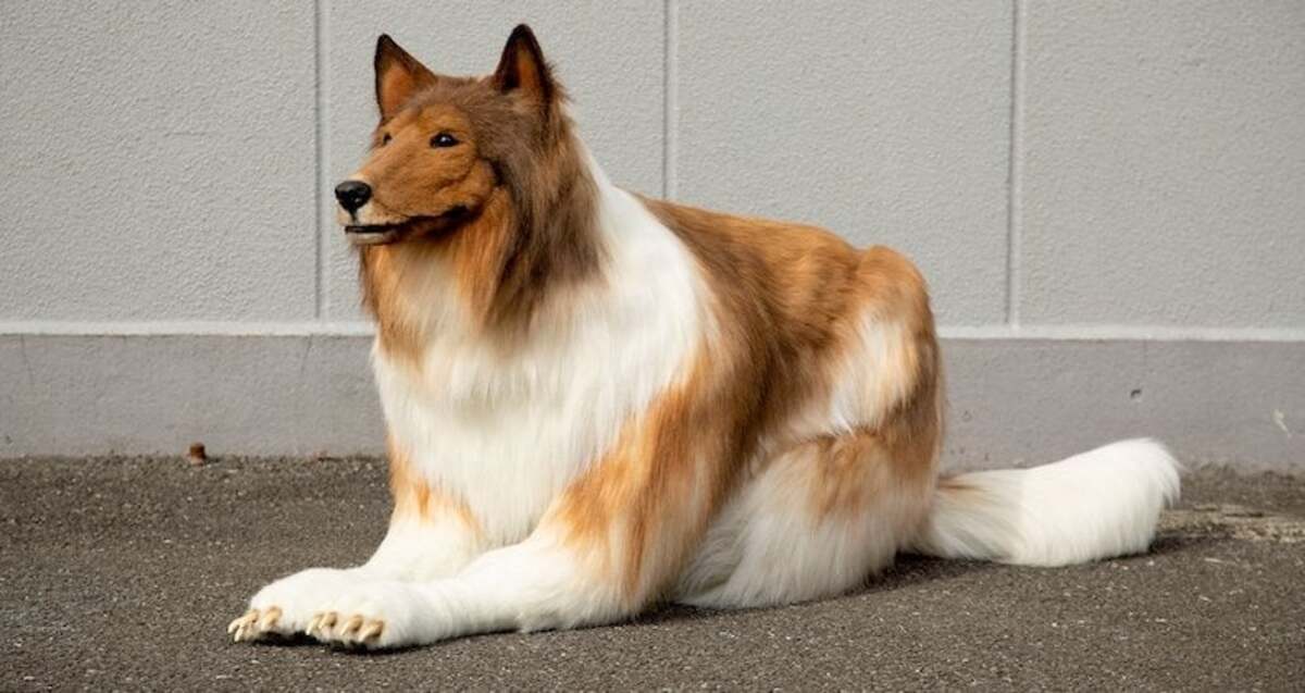 2 לאחר שהשקיע 14,000 יורו כדי להפוך לכלב, היפני הזה התחיל שלב חדש בחייו