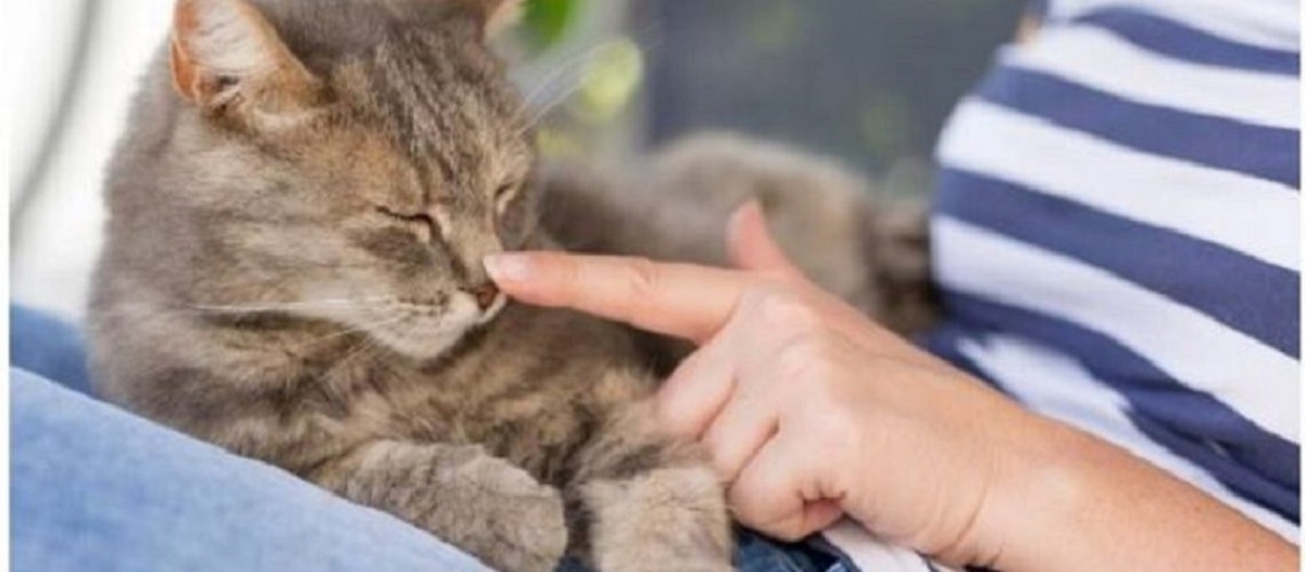 המומחים עונים