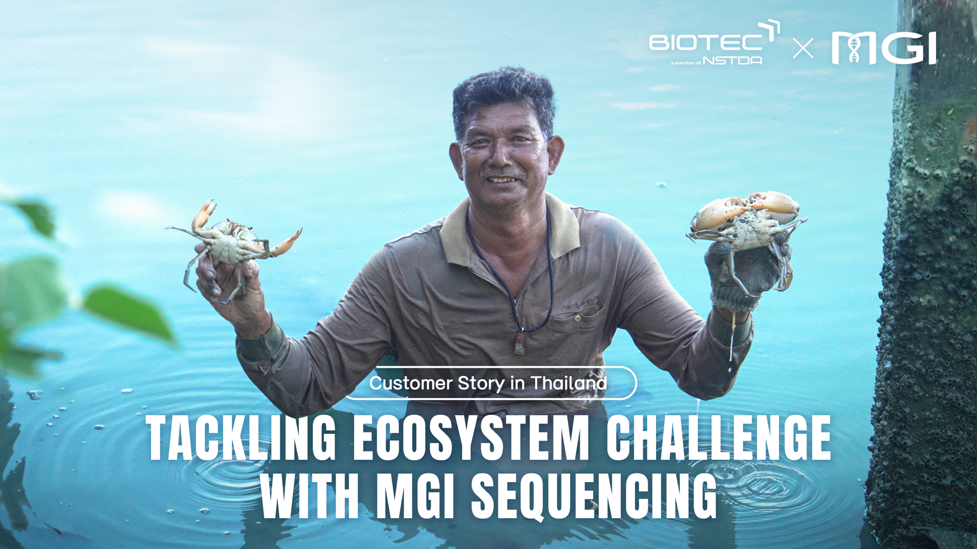 מאמצי שימור מנגרובים בתאילנד