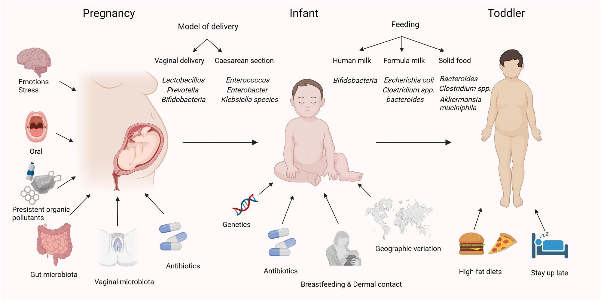 Factors shaping the gut microbiota of infants and young children. During pregnancy, exposure to persistent organic pollutants would impact infant lipid homeostasis in the blood and liver postnatally, and periodontitis or vaginal infections can lead to bacterial invasion into the uterine environment, while emotions can indirectly impact fetal development through the gut-brain axis. The administration of antibiotics during pregnancy and infancy can impede the ability of the dominant microbiota to colonize the skin surface of the newborn. The mode of delivery determines the initial colonization of the infant gut microbiota. Postnatal factors, including antibiotic usage, feeding practices (e.g., breastfeeding, formula feeding, and introduction of solid foods), geographic variation, genetics, and environmental exposures, further contribute to the microbiota configuration during early life. As children age and their diets and environments diversify, the gut microbiota gradually transitions to an adult-like composition, typically by age 3.