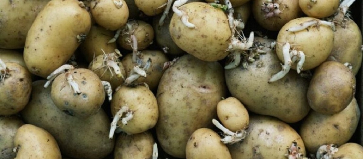 סבתא יודעת הכי טוב