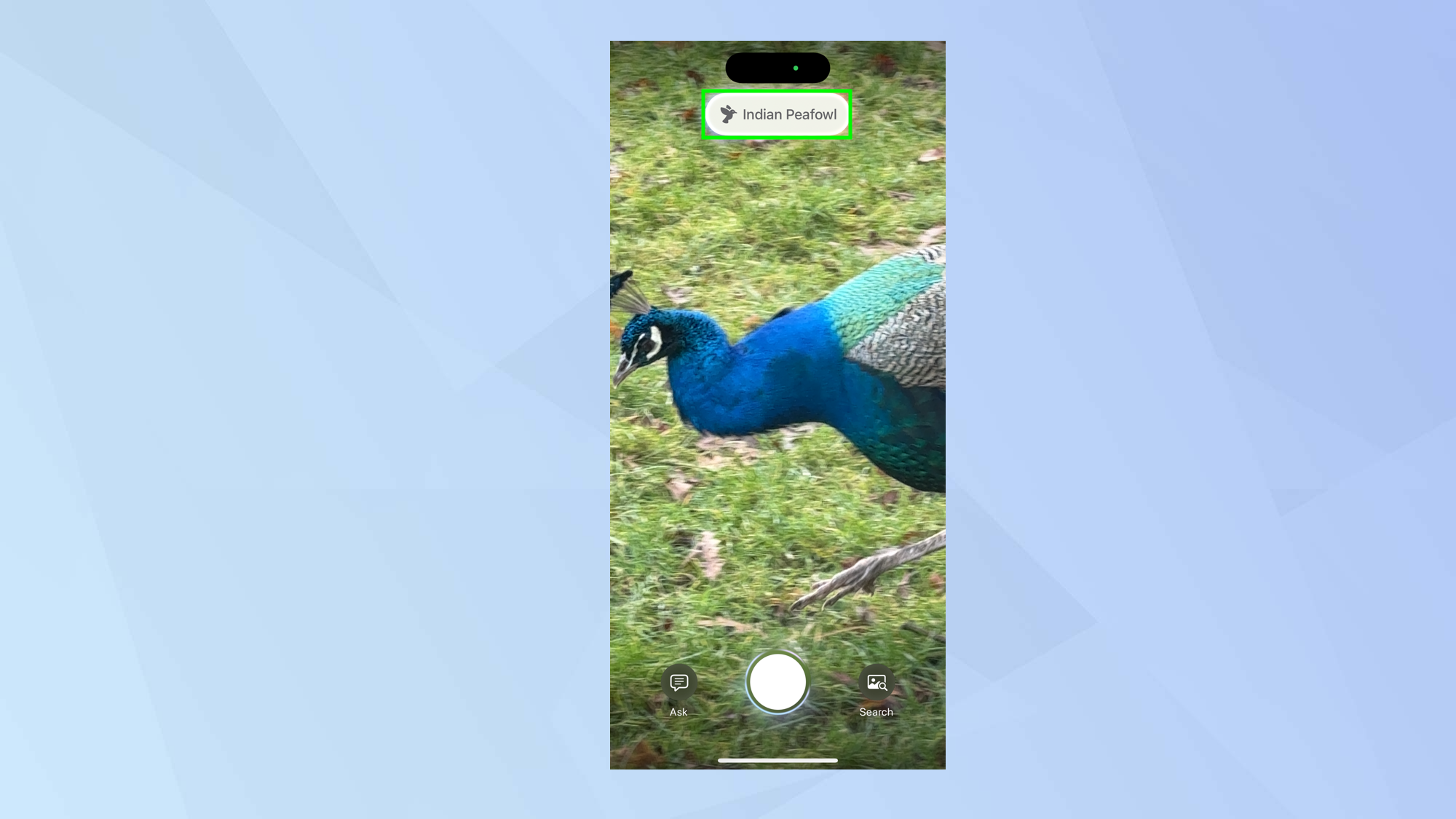 כיצד לזהות צמחים ובעלי חיים באמצעות אינטליגנציה חזותית באייפון