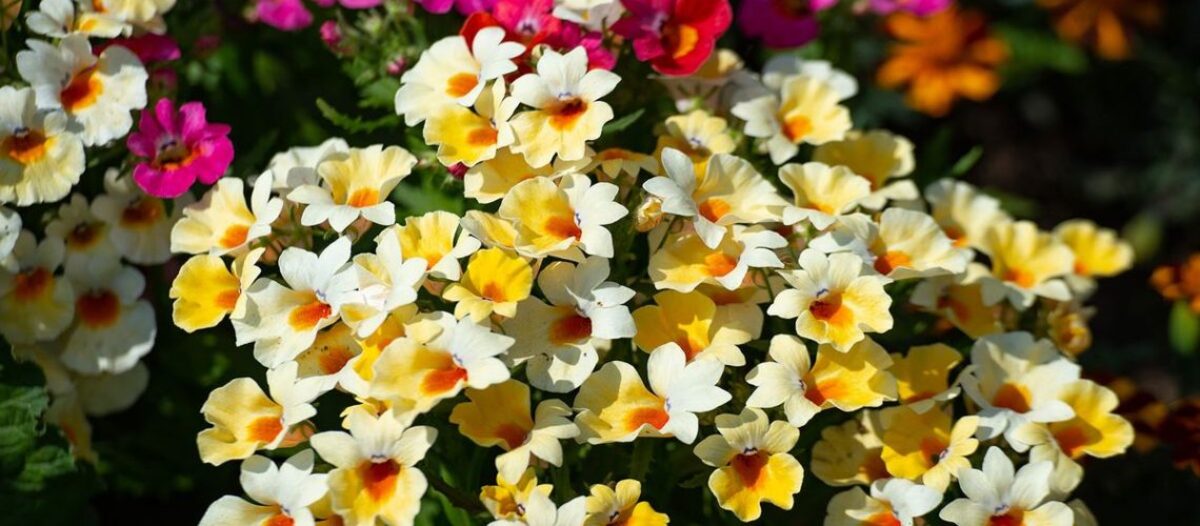 5 צמחים מדהימים