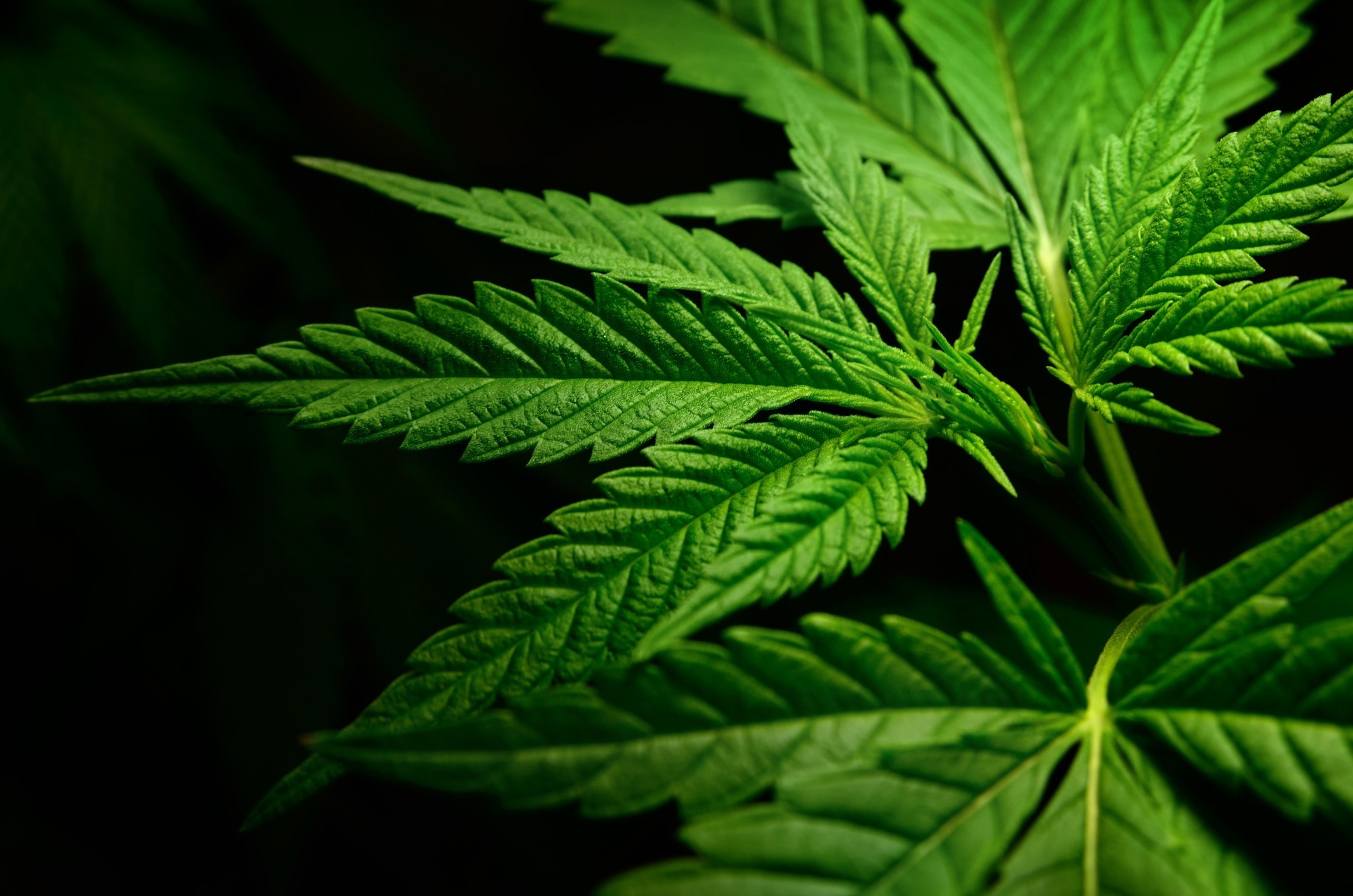 CBD מגביר את הסיבולת בעכברים על ידי עיצוב מחדש של חיידקי מעיים ושיפור ביצועי השרירים