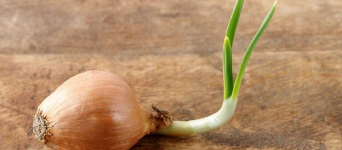 האם אכילת בצל נבוט בטוחה