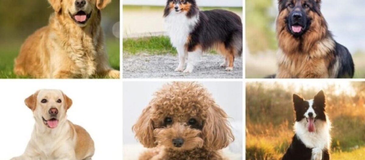 מדריך לבחירת כלב חלומי