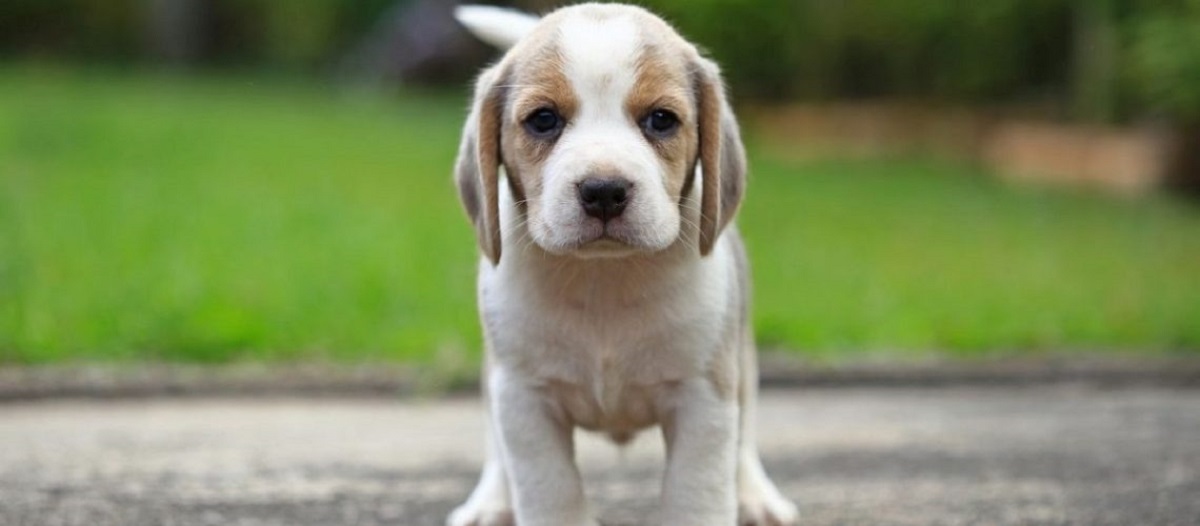 10 גזעי כלבים