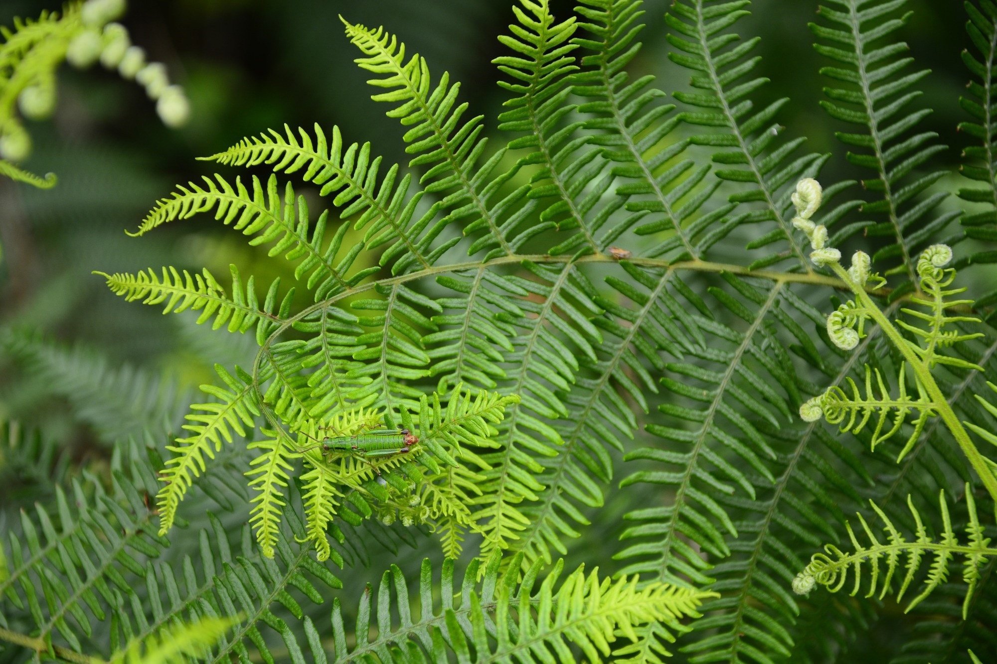Bracken Fern (Pteridium Aquilinum (L.) Kuhn). קרדיט תמונה: פרדג 'Lukic / Shutterstock