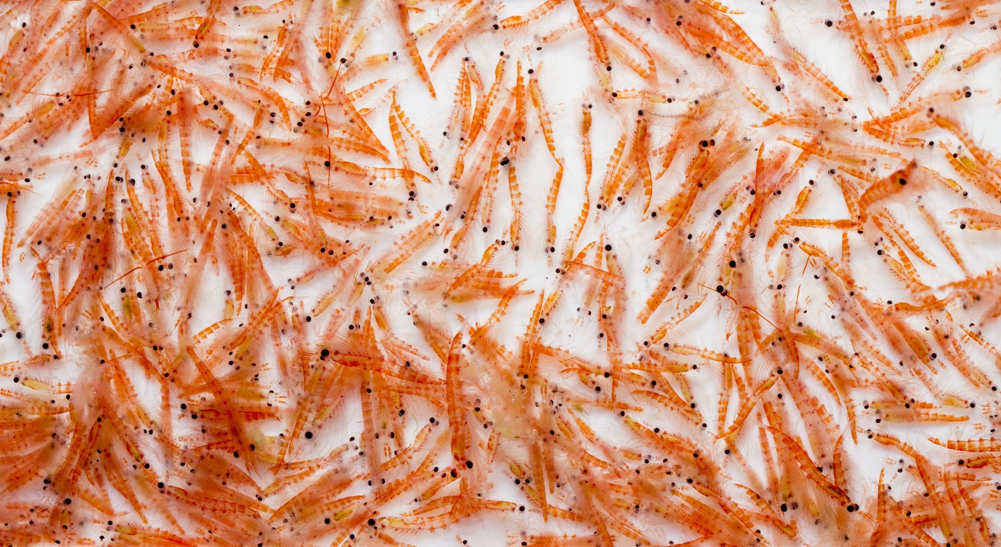קריל אנטארקטי (Euphausia superba). קרדיט תמונה: I. Noyan Yilmaz / Shutterstock