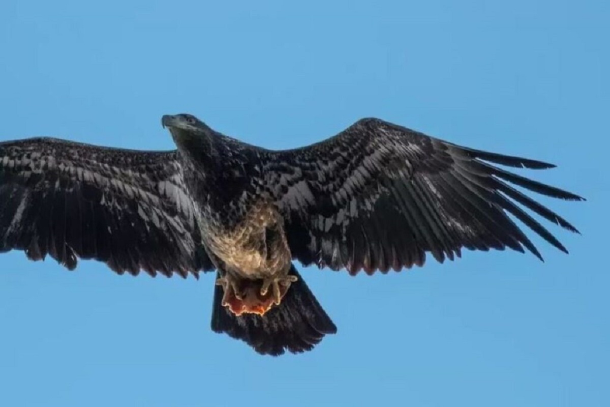 2 טכניקות הציד של העיטים