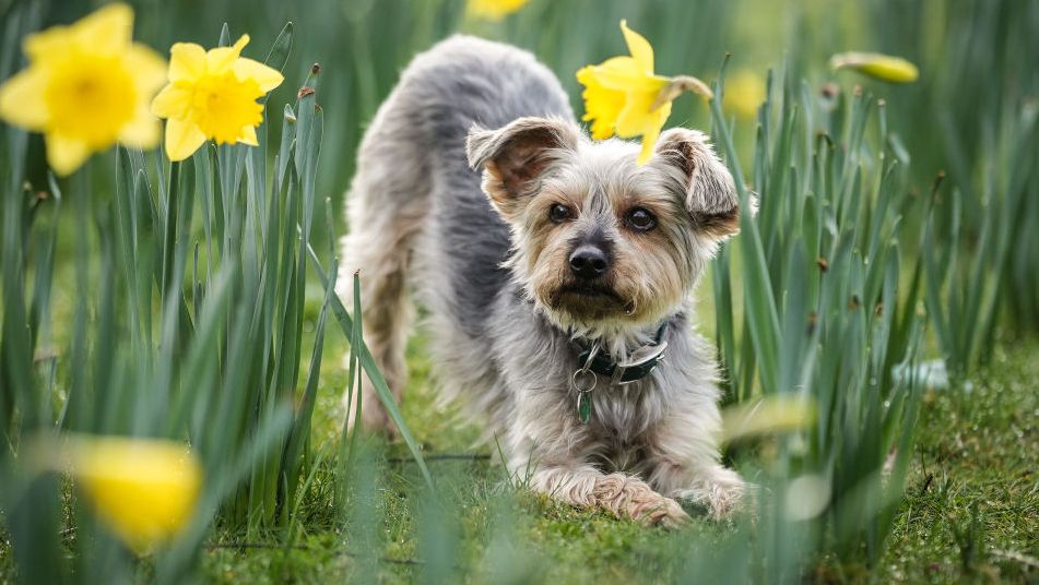 Crufts 2025: כיצד לצפות בזרמים חיים של מופע הכלבים הגדול בעולם כשהוא חוזר ל- NEC, בירמינגהם