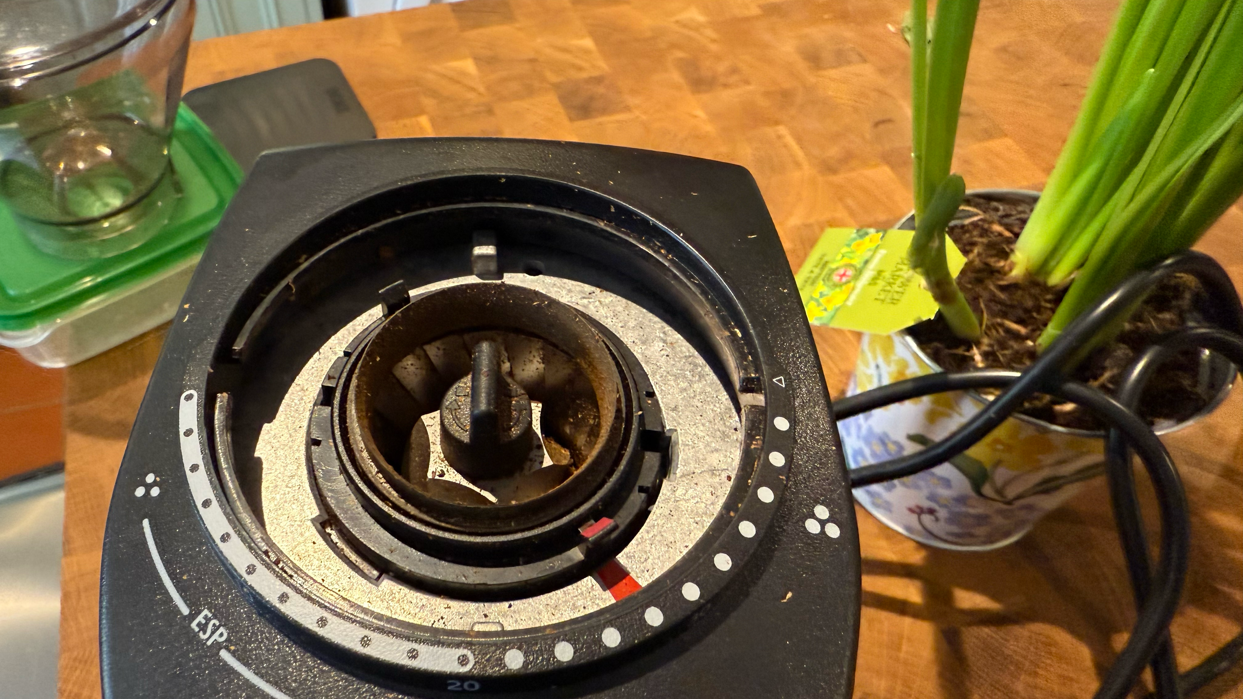 מקרוב של הדרן ברצטה בור