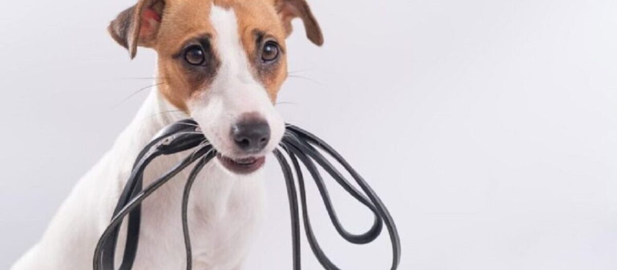 טיול עם הכלב