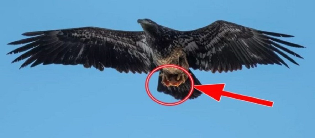 צלם עיט מתפעל ממה שמופיע בטפריו