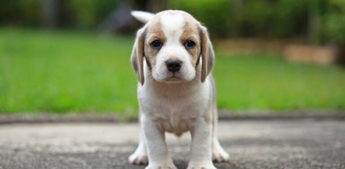 10 גזעי הכלבים הכי