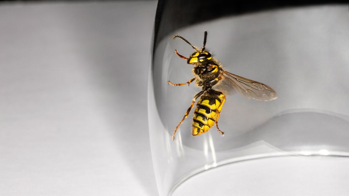 Wasp in a glass