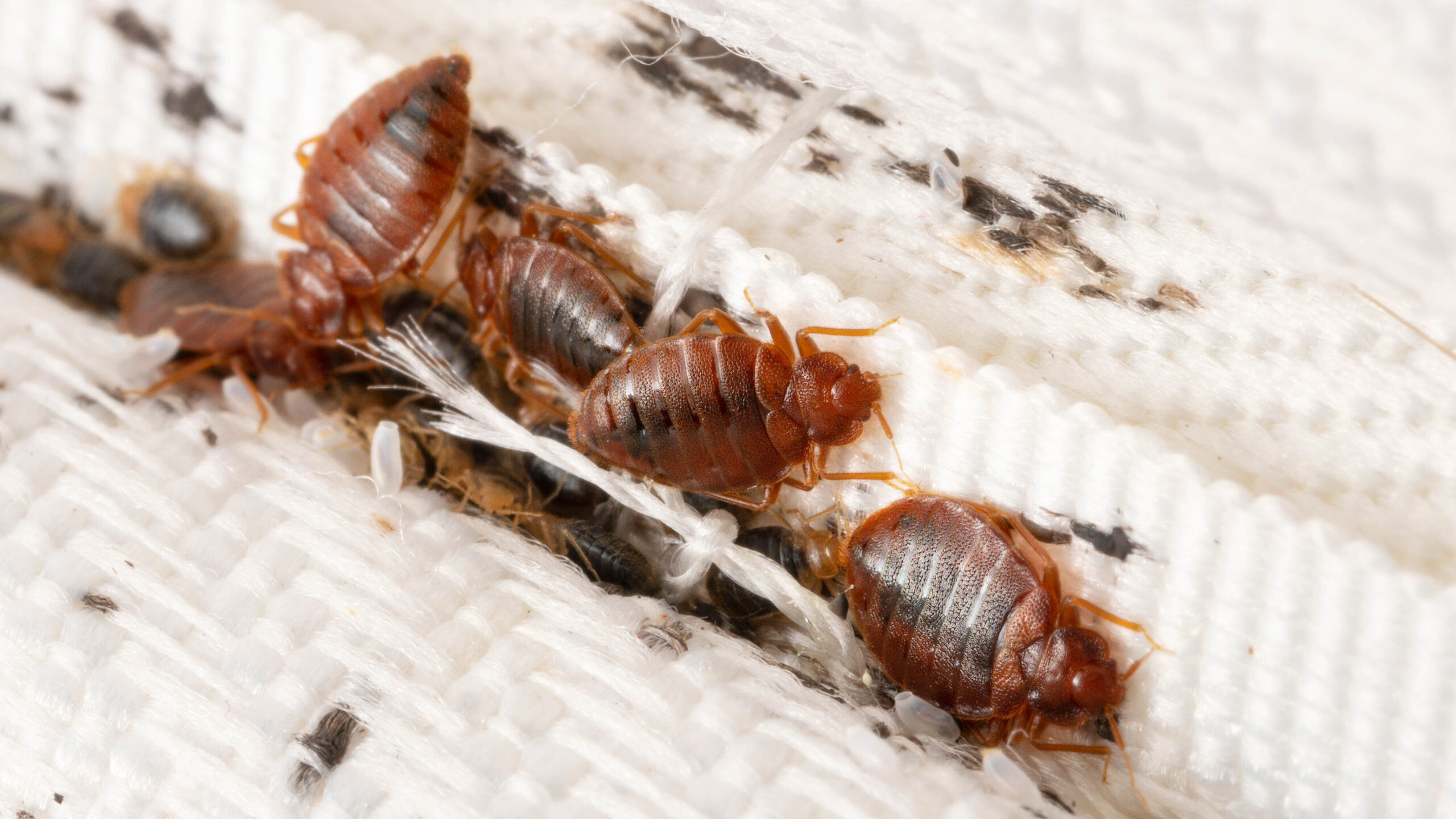 Bed bugs scrambling about on a mattress
