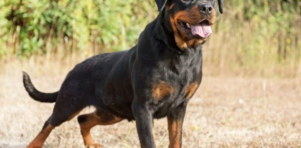 5 כלבי השמירה הכי