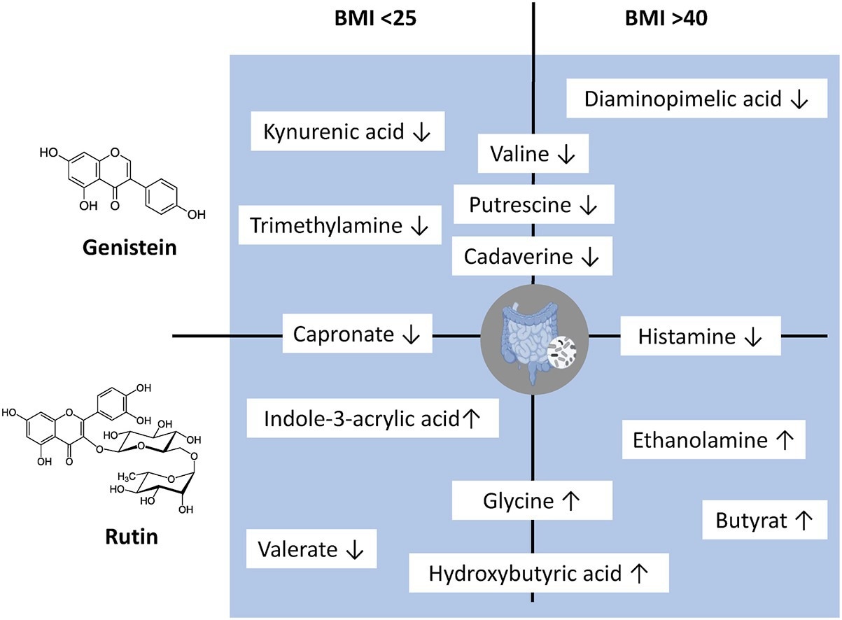 השמנת יתר משנה כיצד המעיים מגיבה לתרכובות צמחים, מדווחים החוקרים