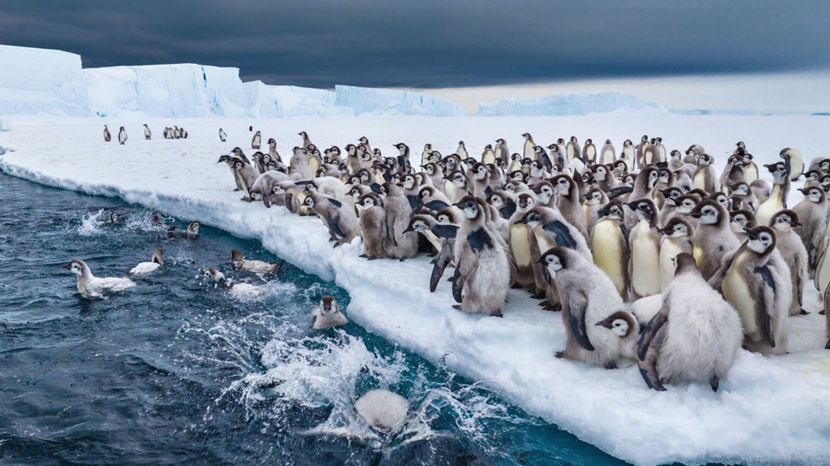 Rush hour for penguins as revealed on "Secrets of the Penguins"