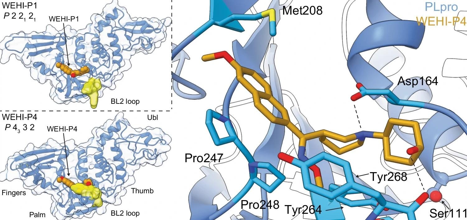 Study: A novel PLpro inhibitor improves outcomes in a pre-clinical model of long COVID