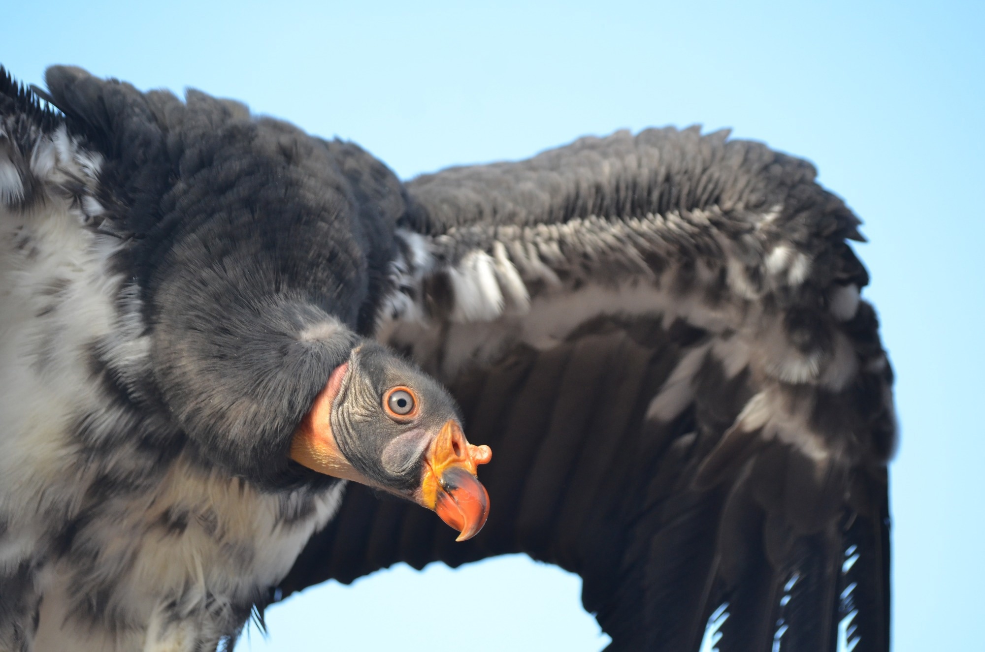 ניסוי חיסון מראה הבטחה להצלת קונדורים בקליפורניה משפעת ציפורים