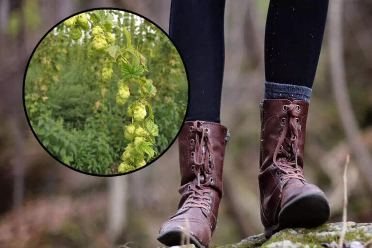 שווים כמעט 1000 אירו