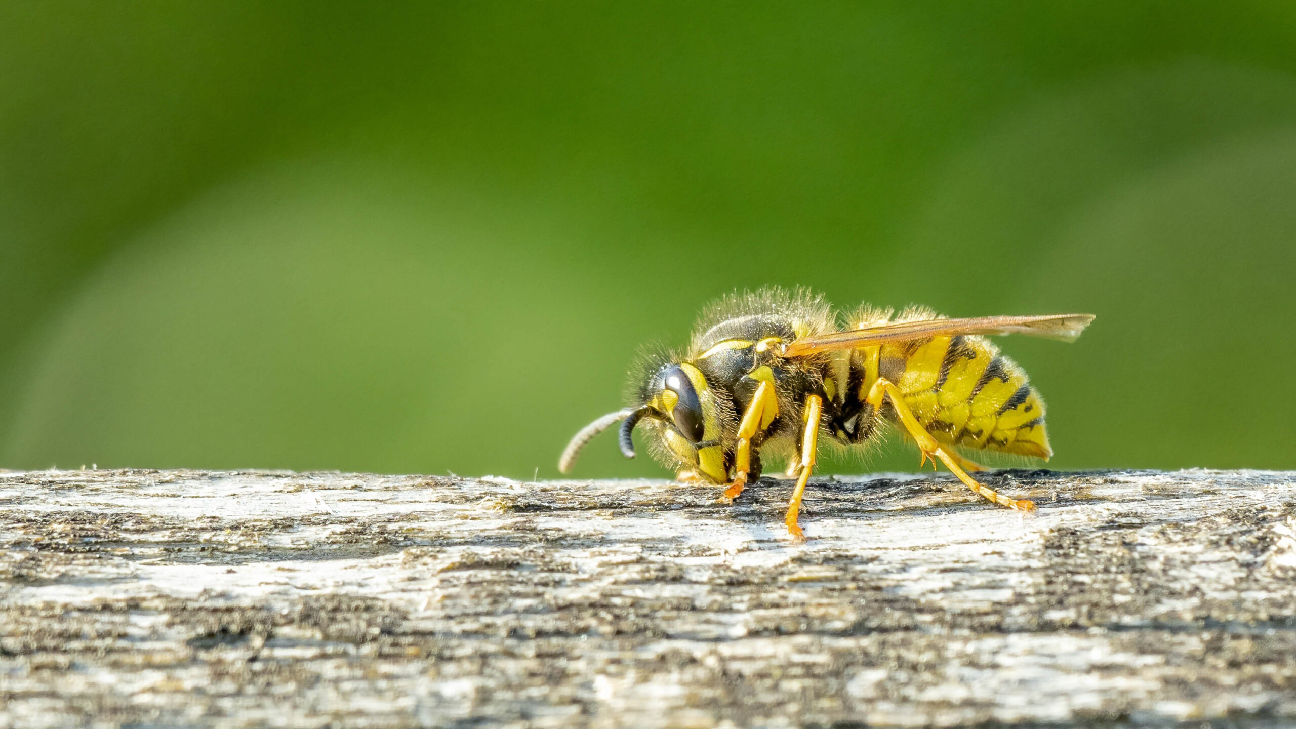 A wasp sitting on a piece of wood