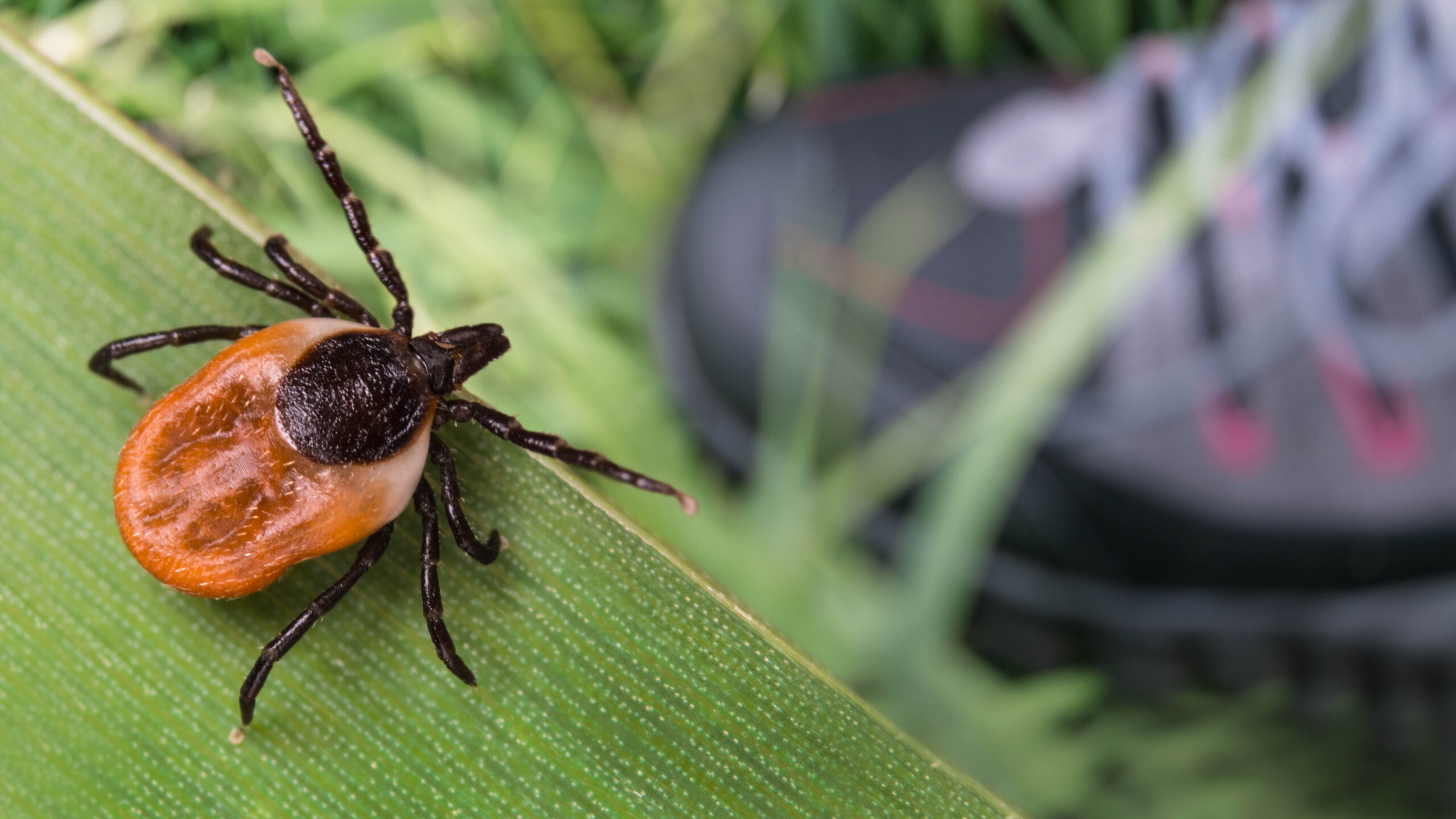 Tick on a green leaf