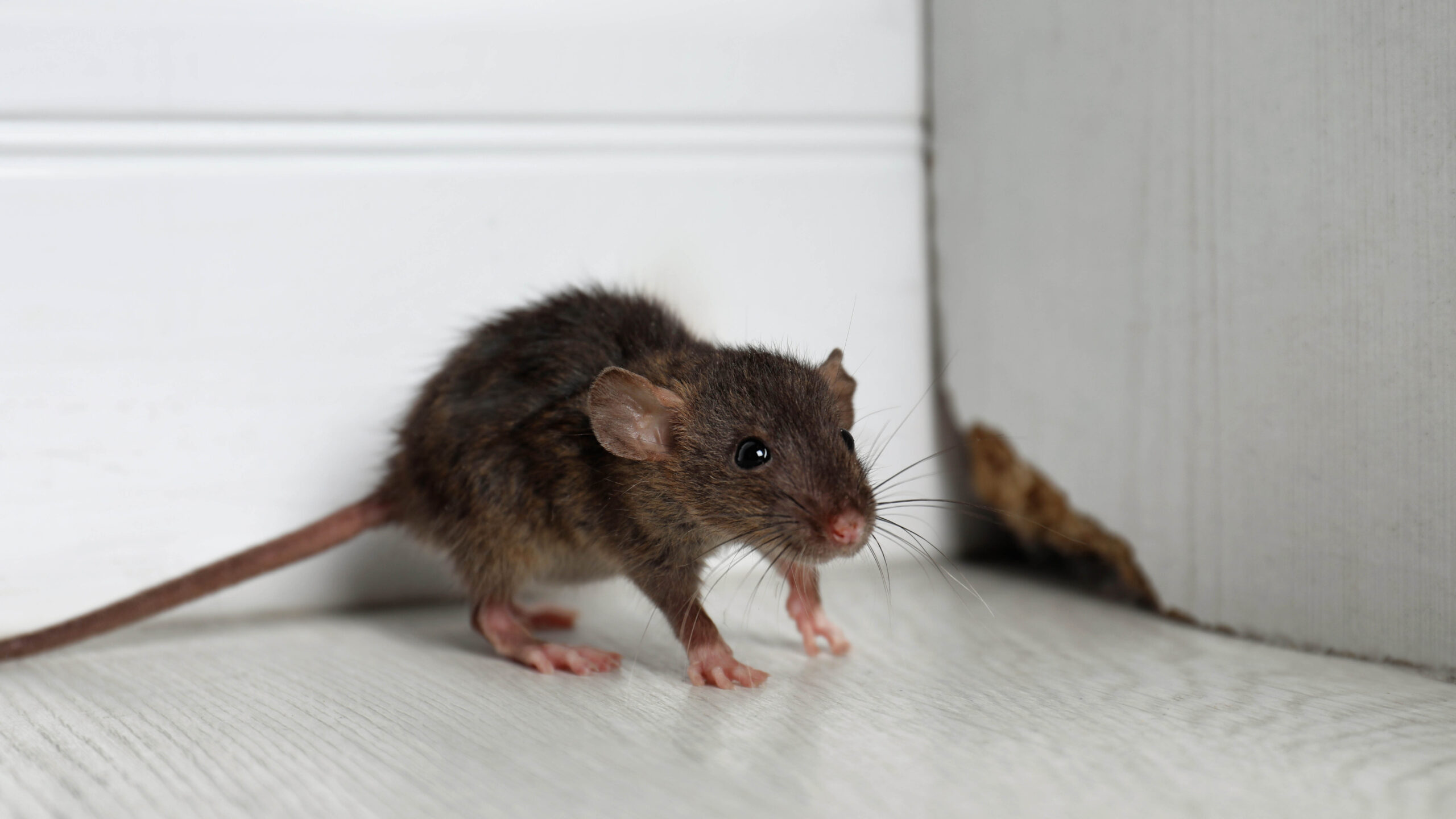 A mouse in a corner of a room