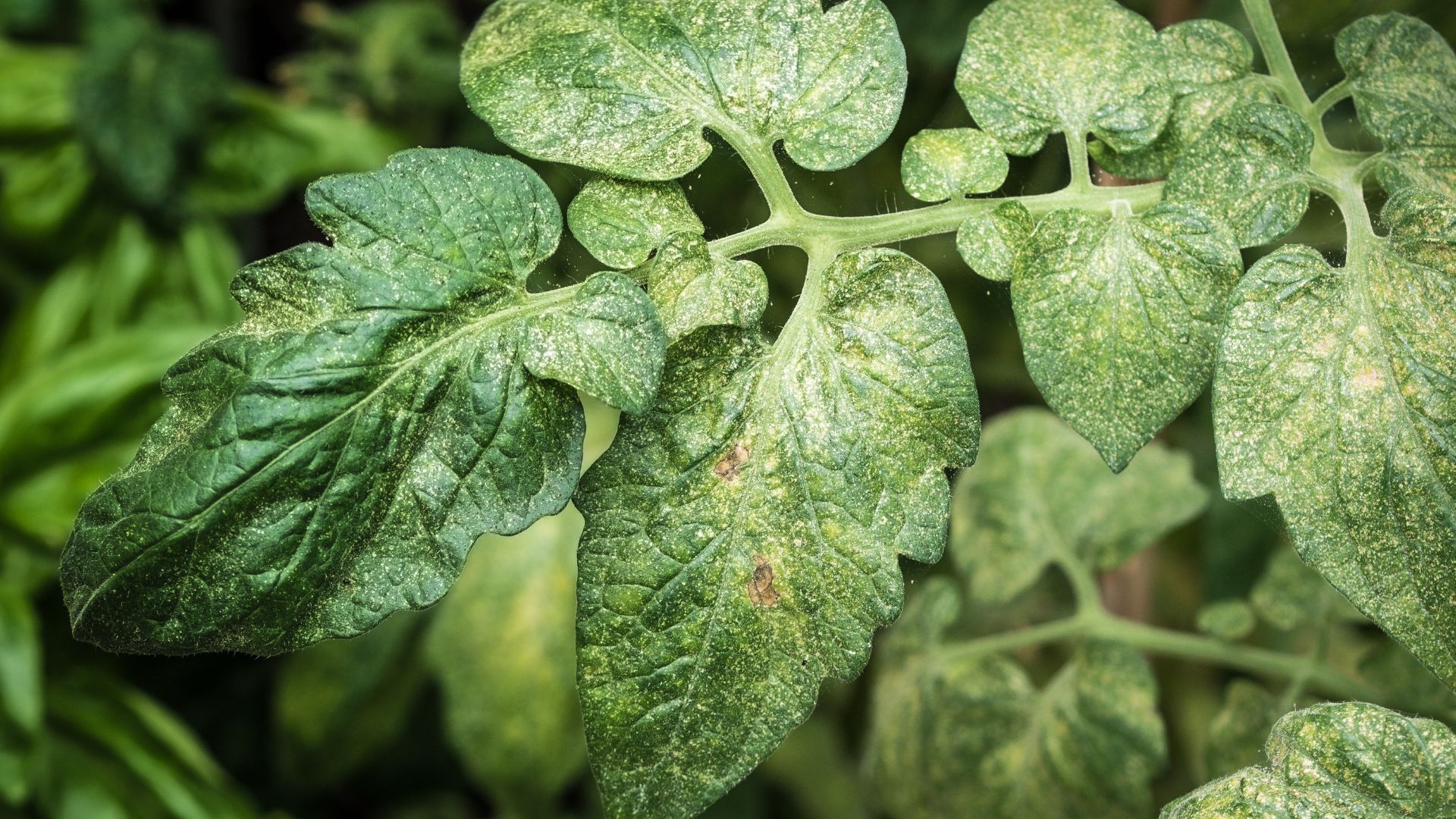 spider mites causing discoloration on plants