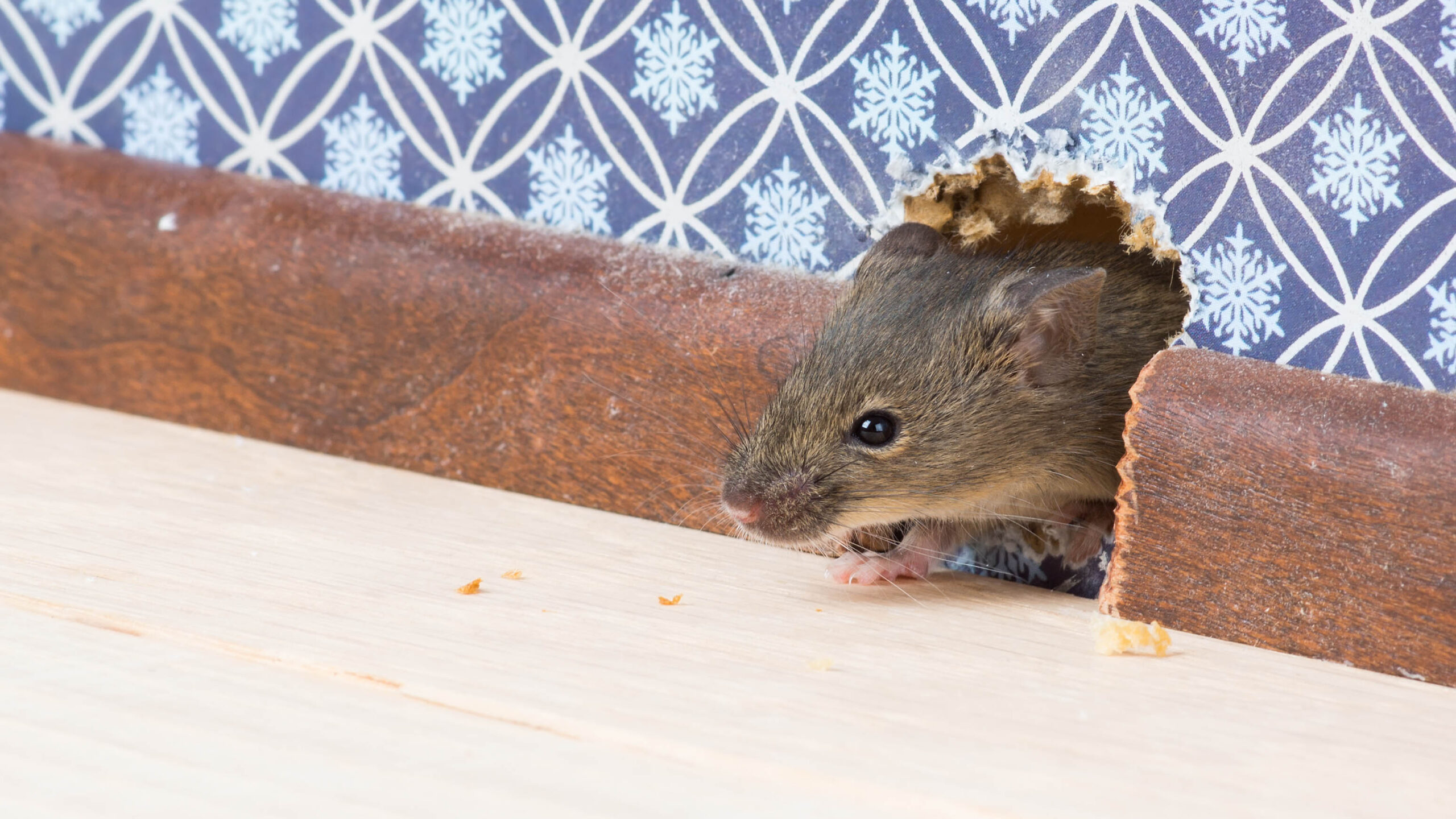 Mice in hole