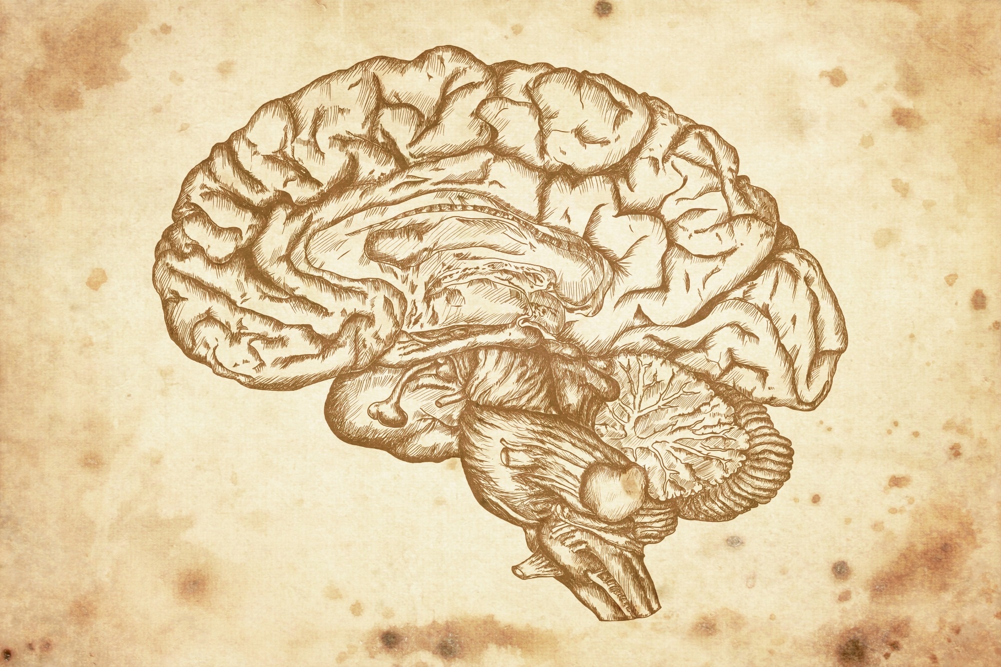 סריקות MRI חושפות מדוע נשים צעירות עומדות בסיכון גבוה יותר להפרעות אכילה