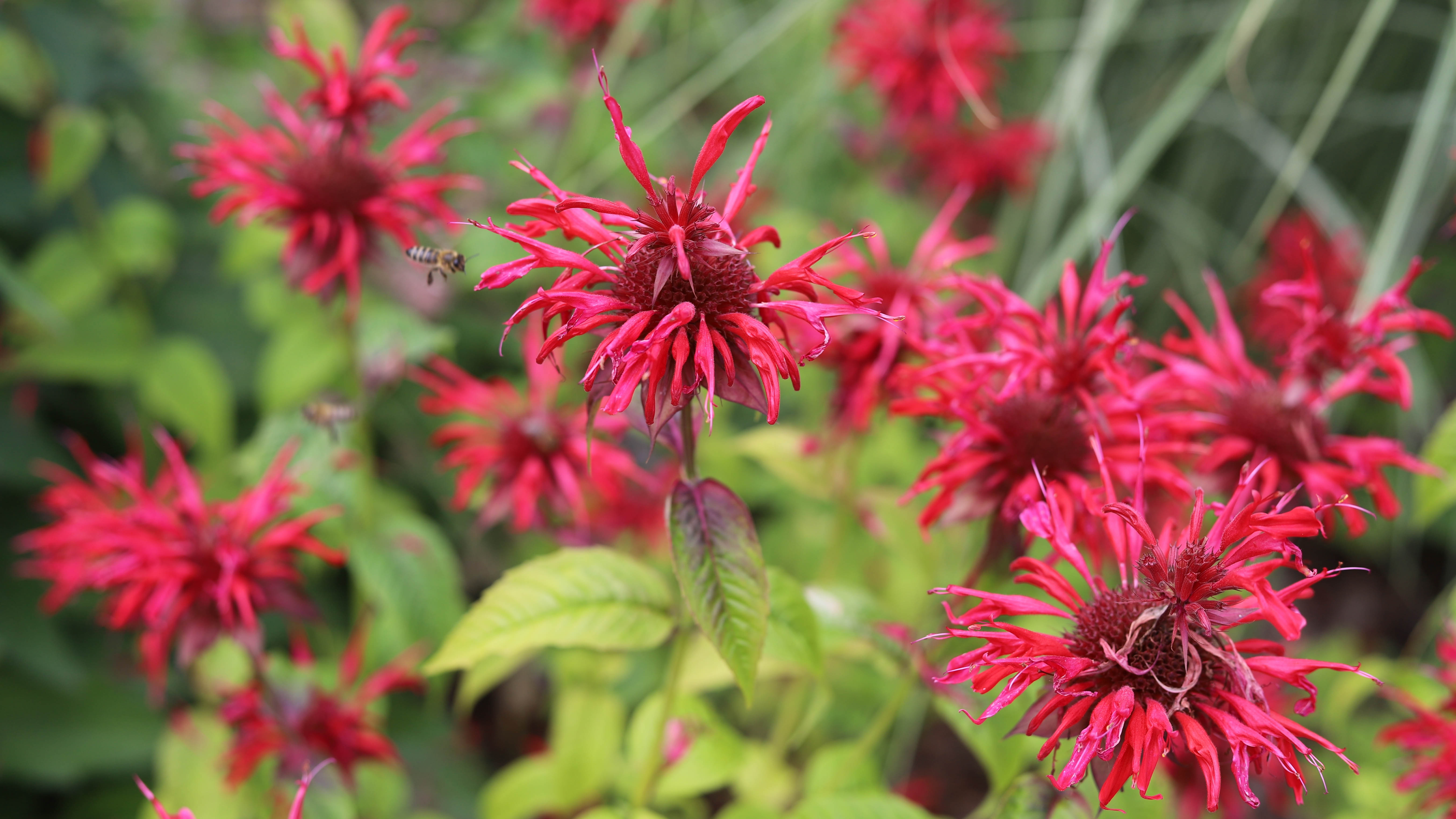 Bee Balm 