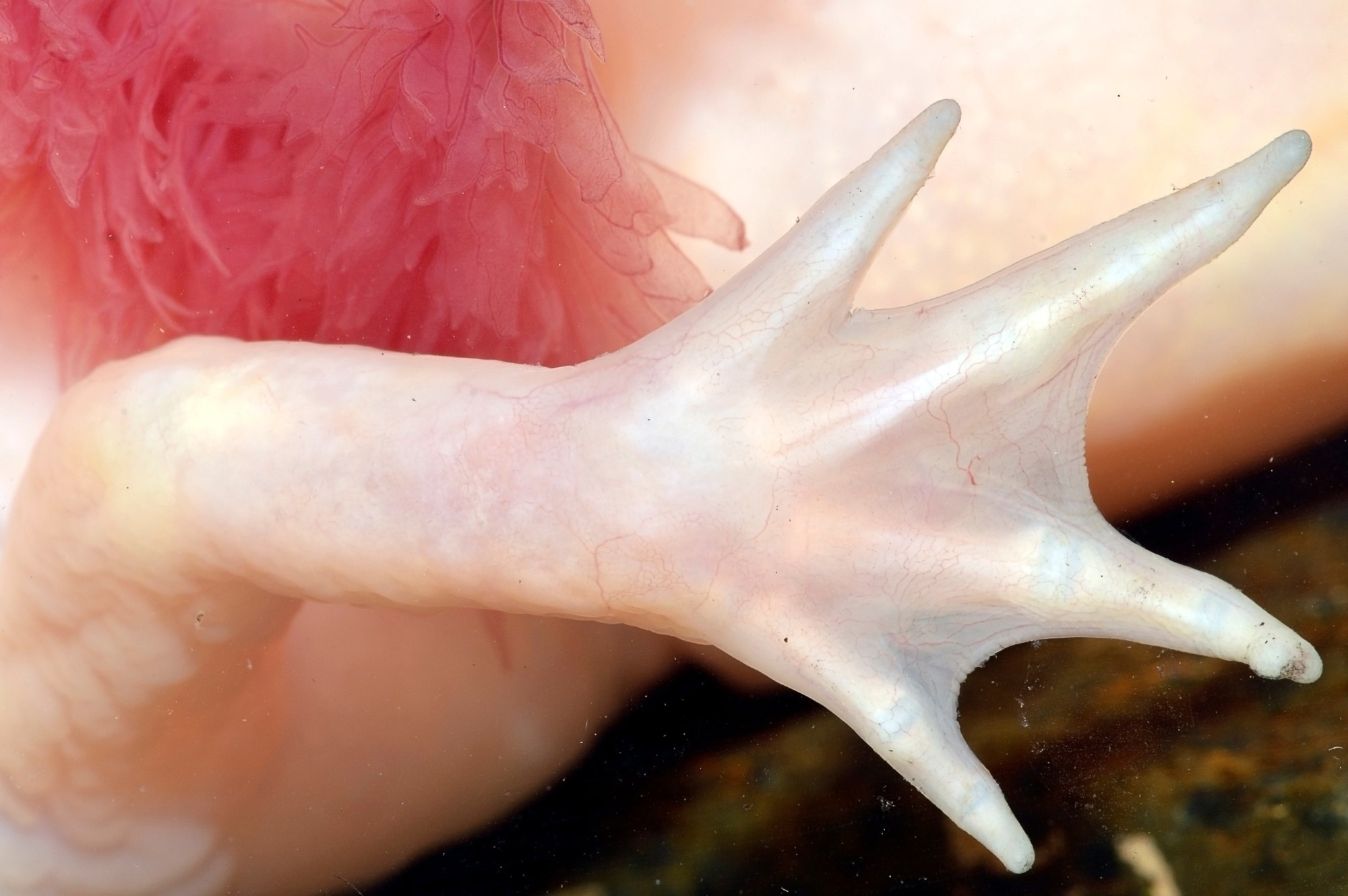 הגזמה של אמביסטומה מקסיקנום (Axolotl, גרסת לבקנים), סלמנדרה ניוטנית (Ambystomatidae). קרדיט תמונה: Guillermo Guerao Serra / Shutterstock