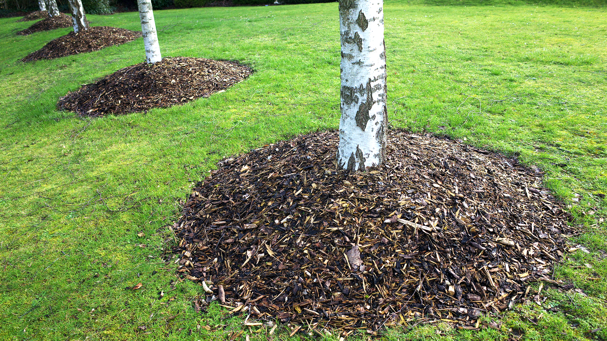 mulch volcanoes