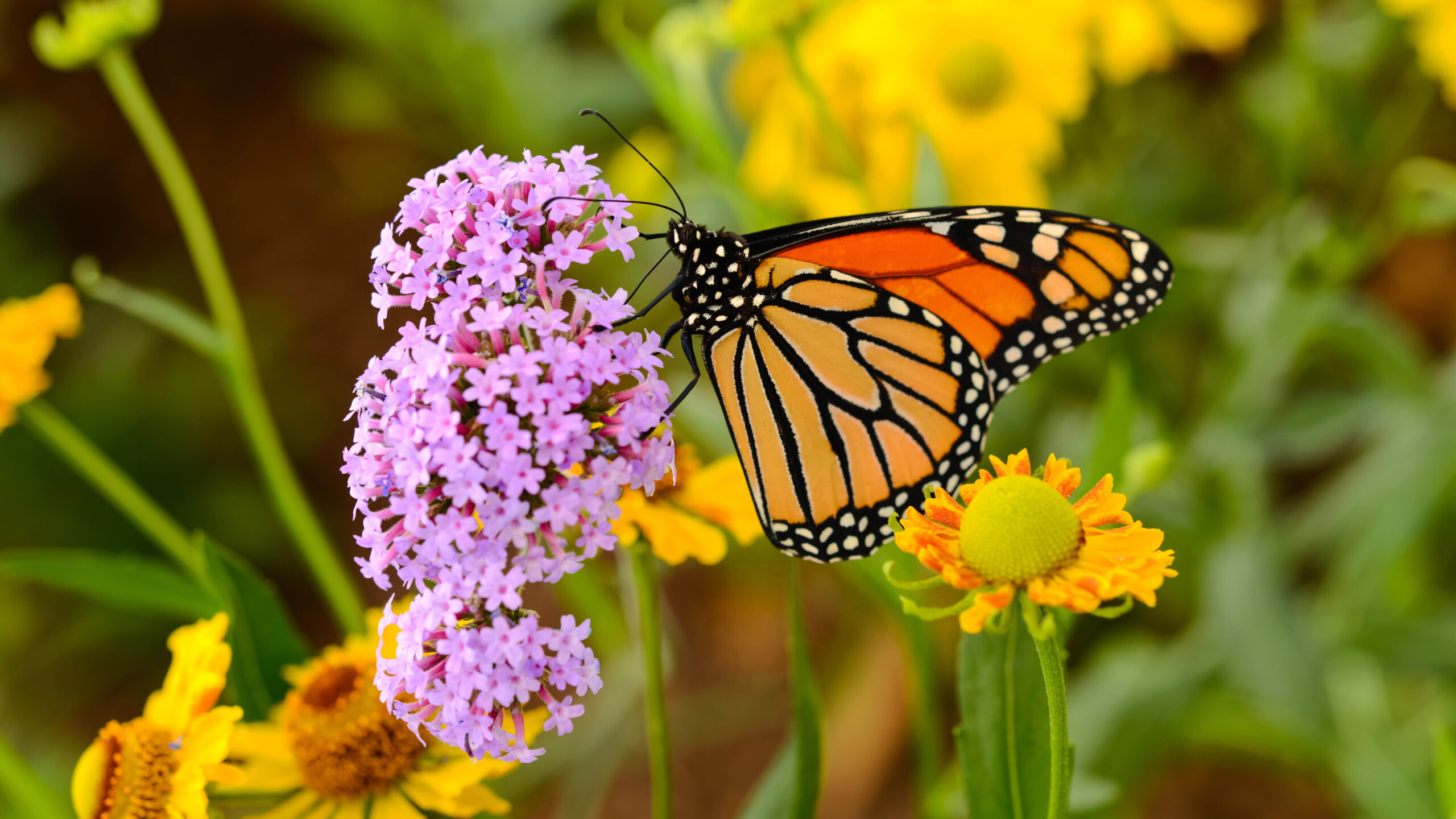 Butterflies