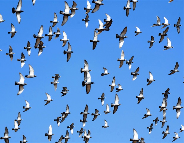 בחוזה mRNA של צירים, טראמפ נותן מכה נוספת לביטחון ביולוגי של ארה"ב, אומרים גורמים לשעבר