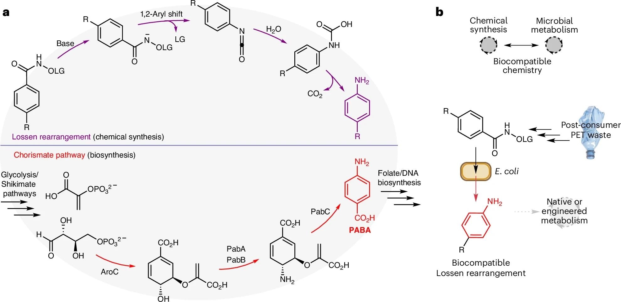 a, A comparison of strategies for C–N bond formation via Lossen rearrangement in synthetic organic chemistry or via chorismate pathways in cellular metabolism. b, The proposed merging of non-enzymatic Lossen rearrangement chemistry with cellular metabolism for sustainable synthesis and the bio-upcycling of plastic waste. LG, leaving group.