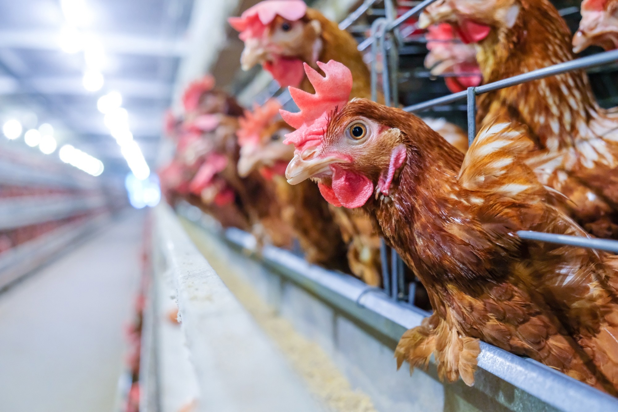 Review: Avian intestinal spirochaetosis: an emerging zoonosis. Image Credit: Mai.Chayakorn / Shutterstock