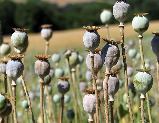 ערכת כלים חדשה שמה לה למטרה להפוך את החינוך לאופיואידים באמצעות שיתוף פעולה של מטופלים