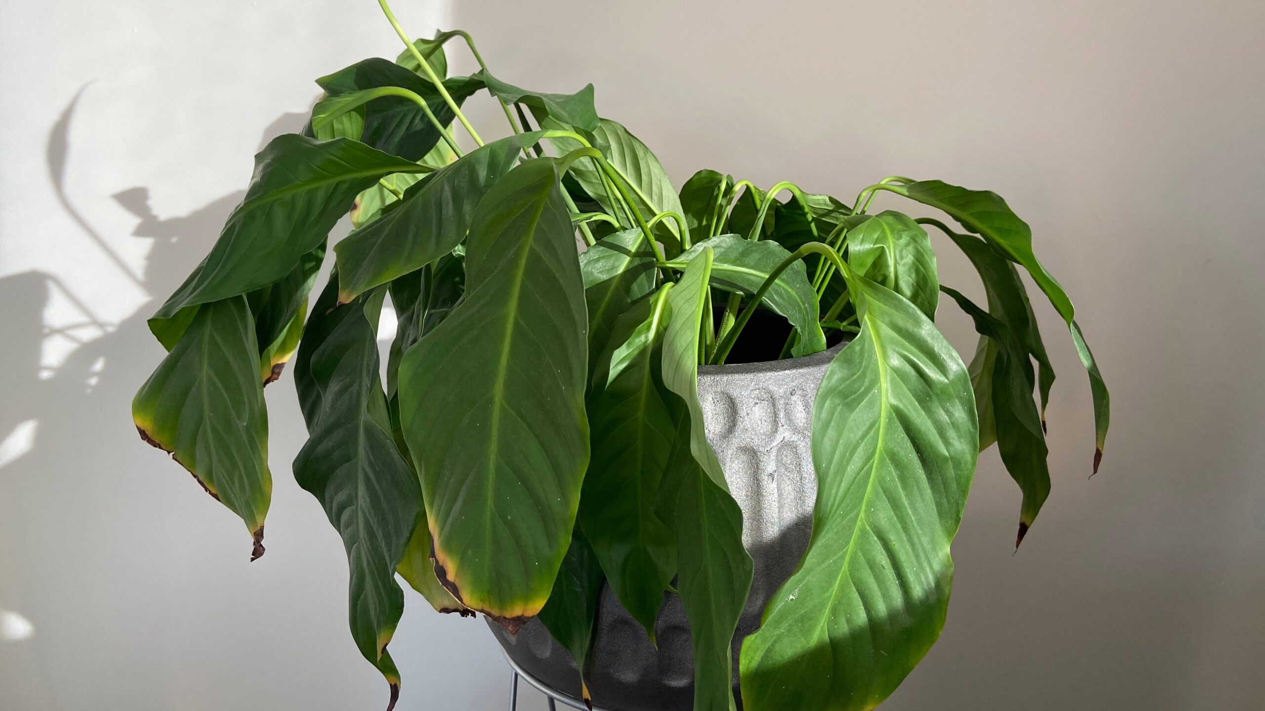 Drooping leaves on plant