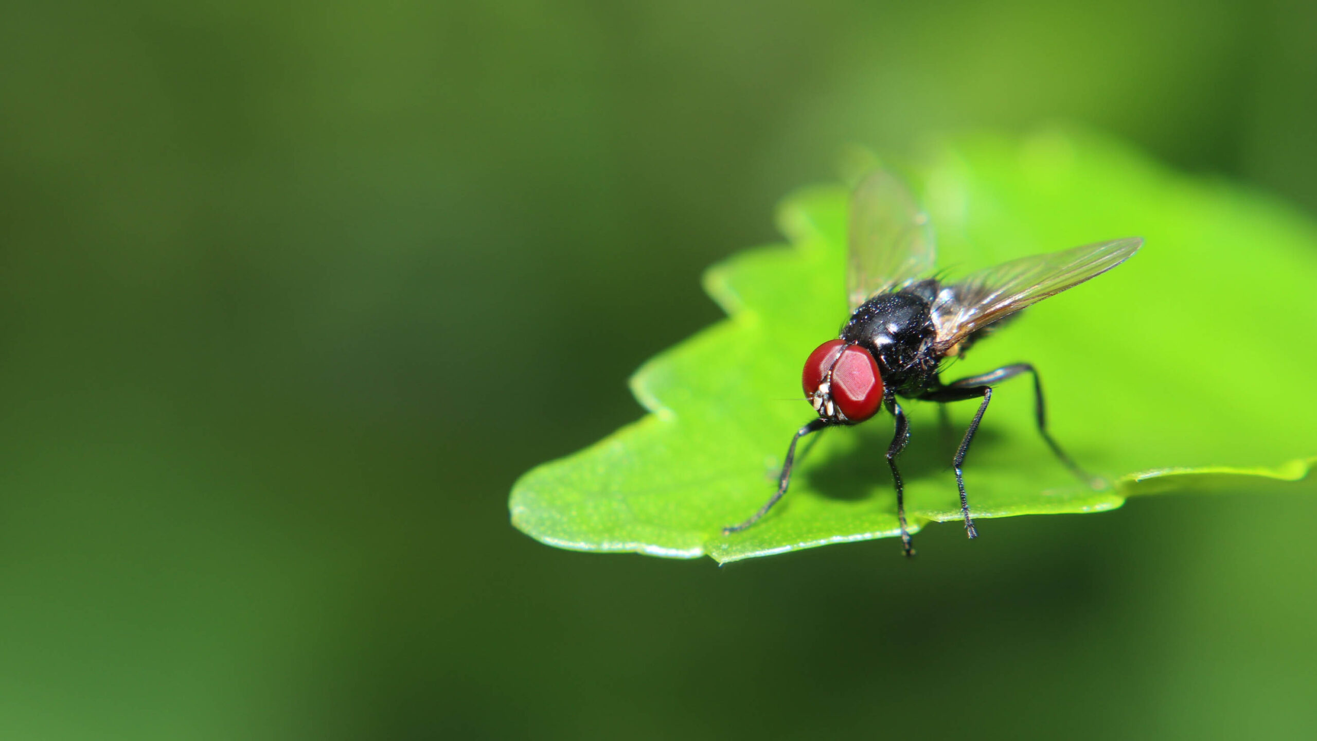 A fly sitting on a green leaf