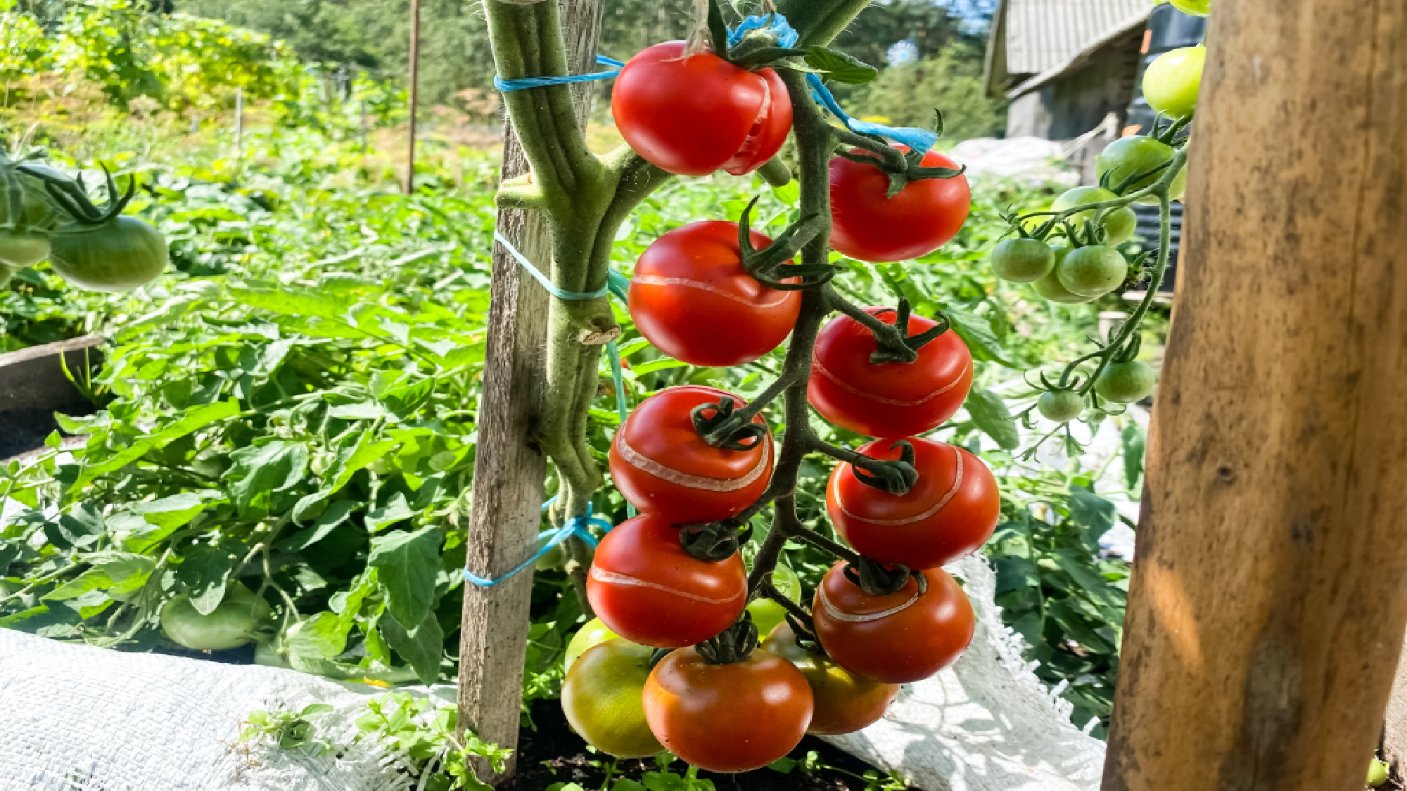 Split tomatoes on the vine