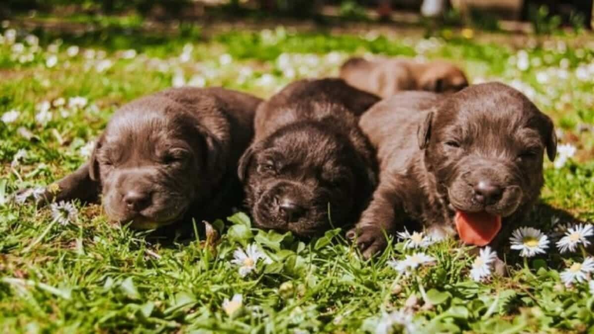 3 ילד פוגש כלב ברחוב