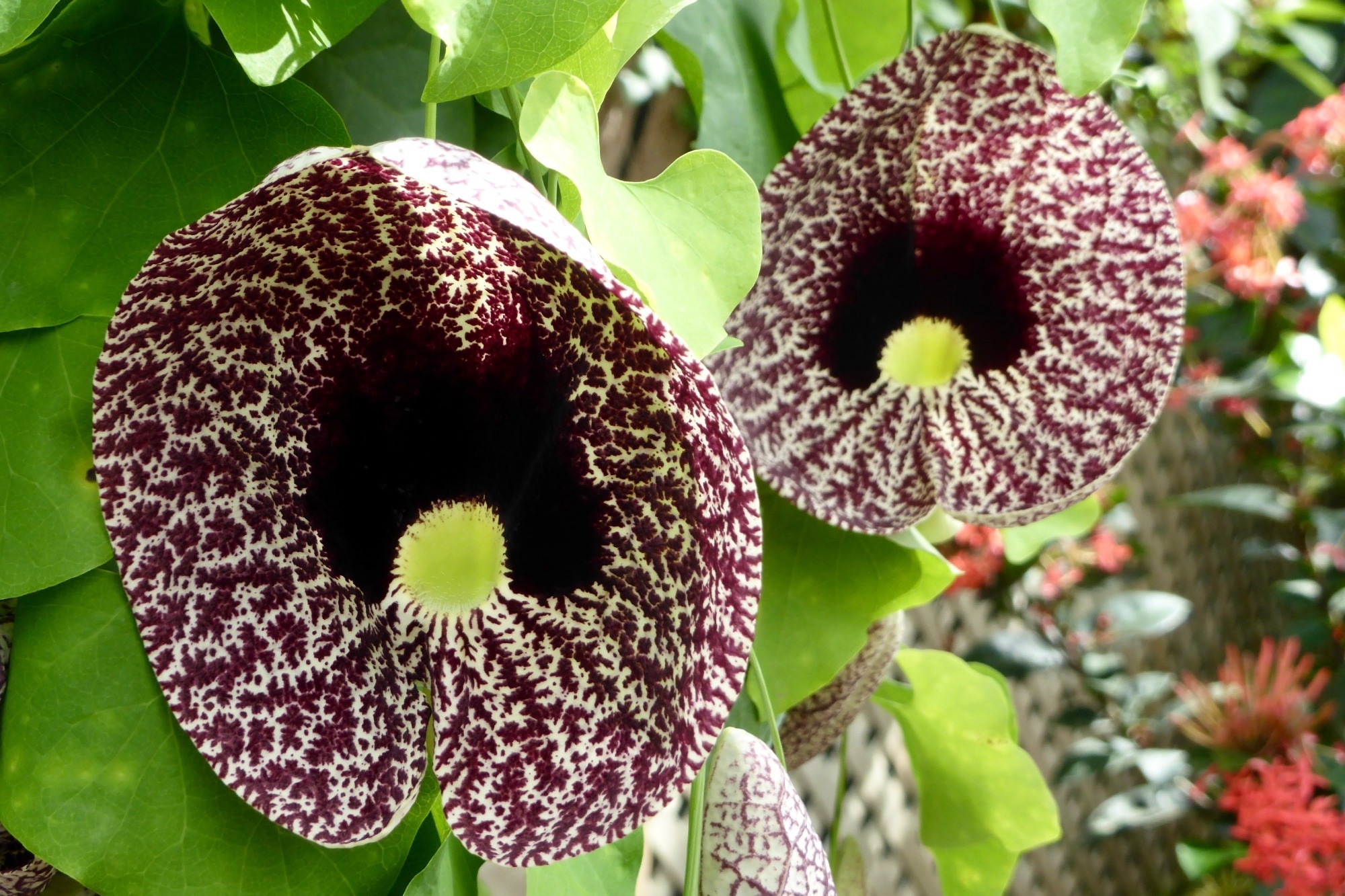Study: Antioxidant and ameliorative effects of selected Nigerian plants on hormonal imbalance associated with dysmenorrhea in albino rats. Image Credit: Andy Sutherland / Shutterstock