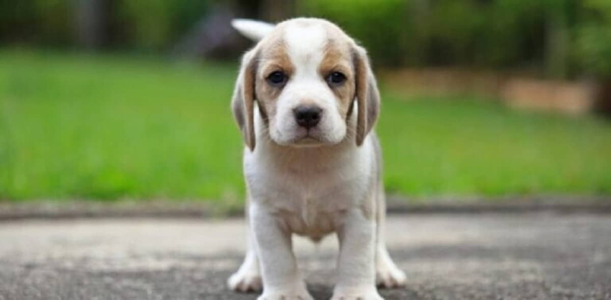 גזעי הכלבים הכי